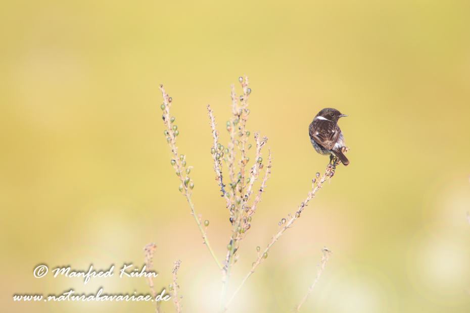 Schwarzkehlchen ()_0018