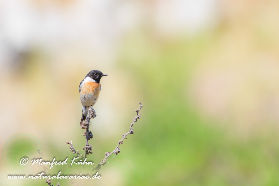 Schwarzkehlchen ()_0022