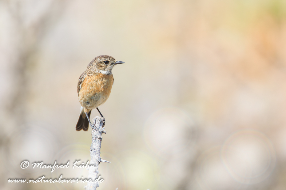 Schwarzkehlchen ()_0025