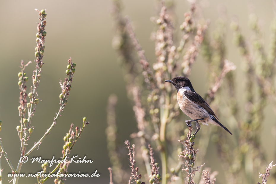 Schwarzkehlchen ()_0027