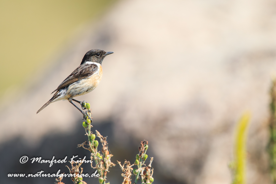 Schwarzkehlchen ()_0029