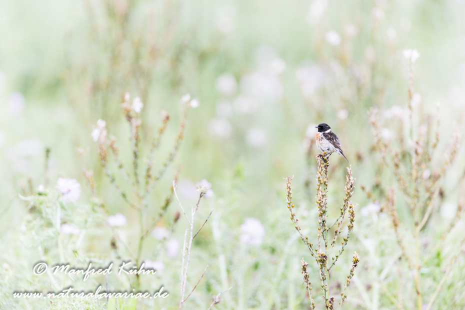 Schwarzkehlchen ()_0030