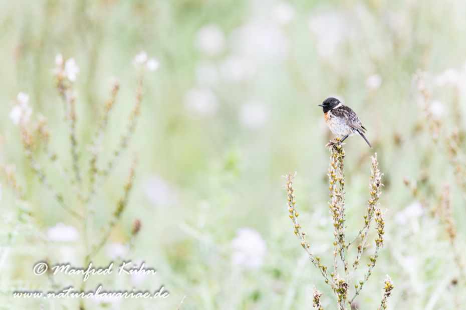 Schwarzkehlchen ()_0031