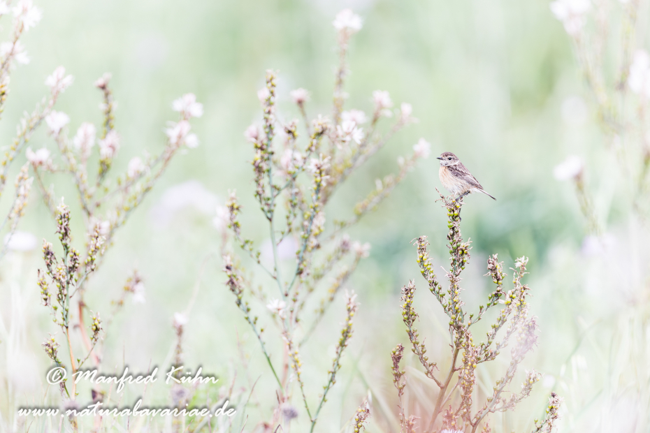 Schwarzkehlchen ()_0032