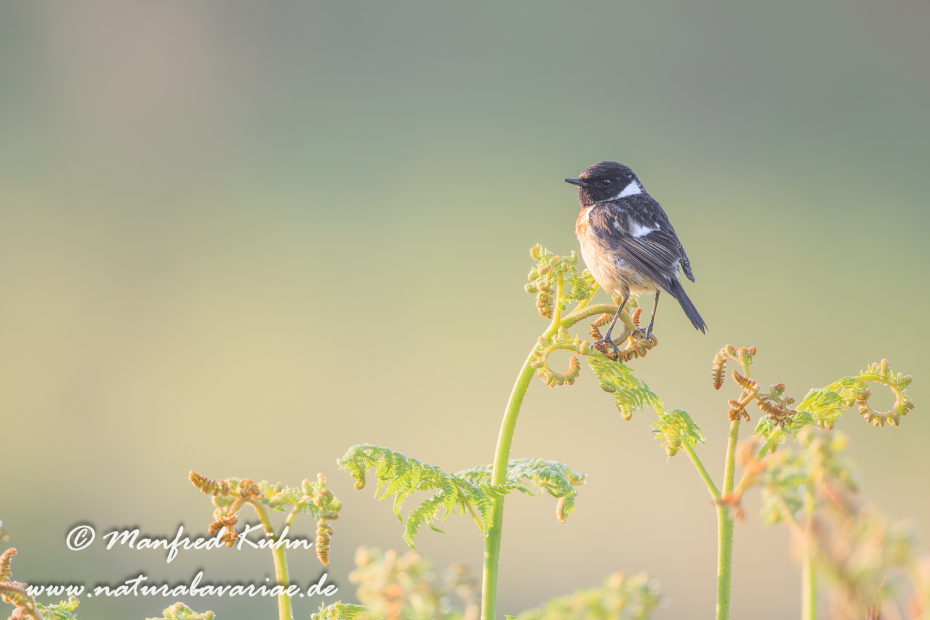 Schwarzkehlchen ()_0041