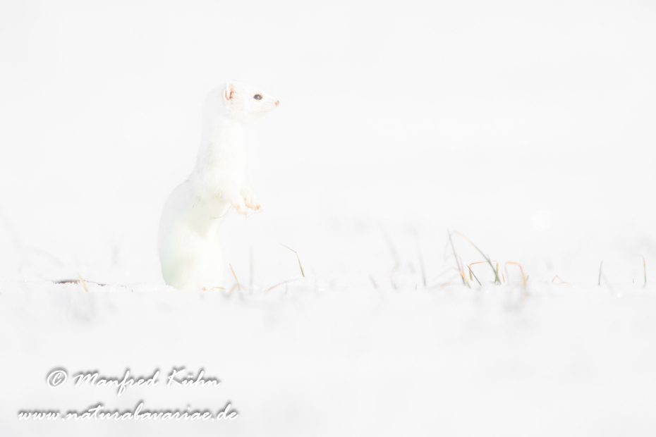 Hermelin ()_0081
