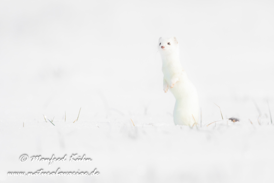 Hermelin ()_0082