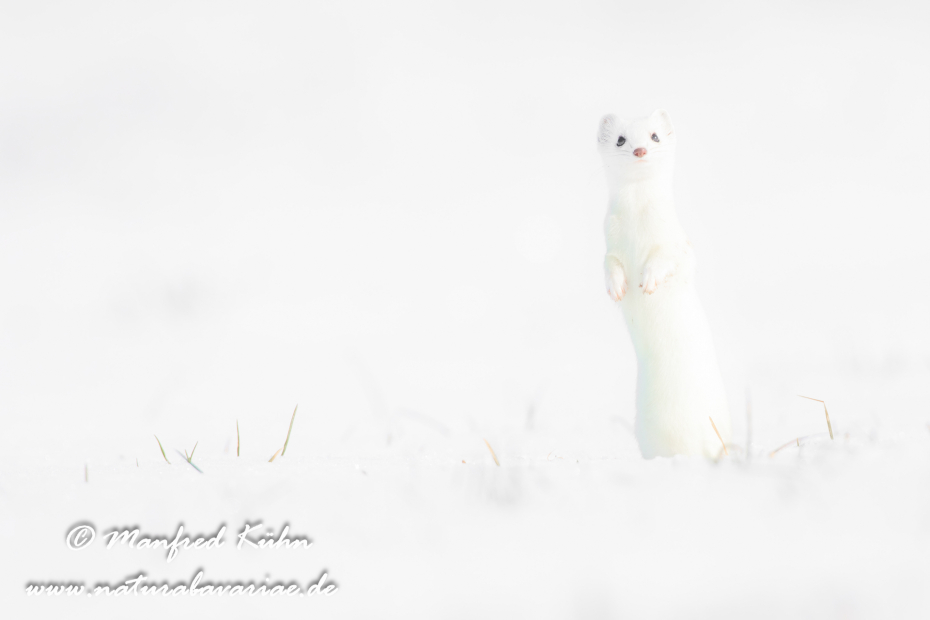 Hermelin ()_0086