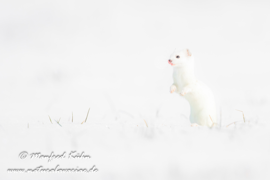 Hermelin ()_0087