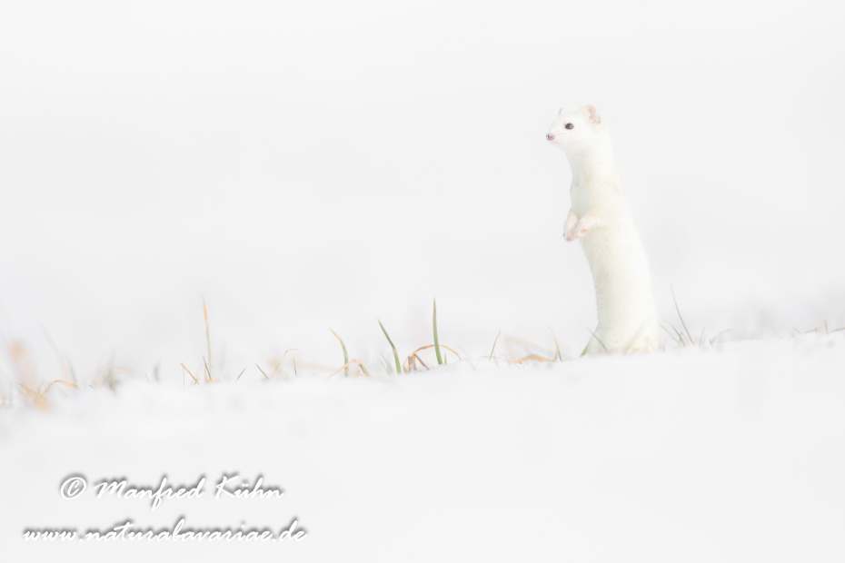 Hermelin ()_0091