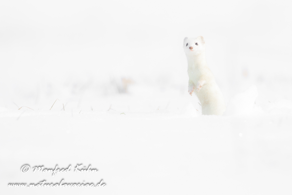 Hermelin ()_0092