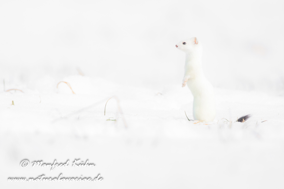 Hermelin ()_0094