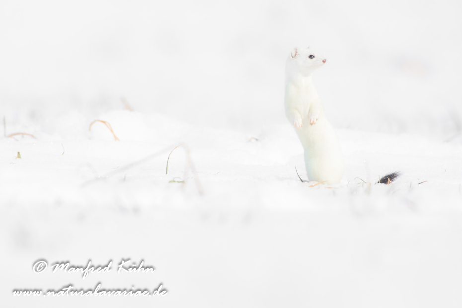 Hermelin ()_0095