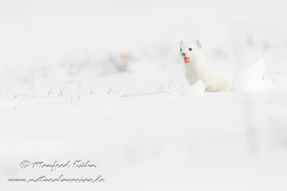 Hermelin ()_0101