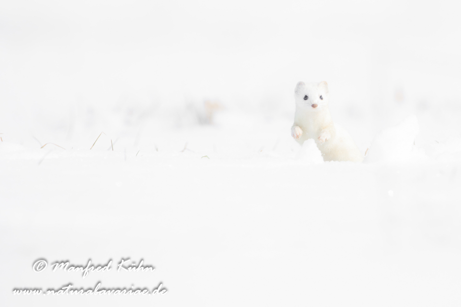 Hermelin ()_0112