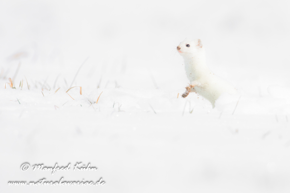 Hermelin ()_0122