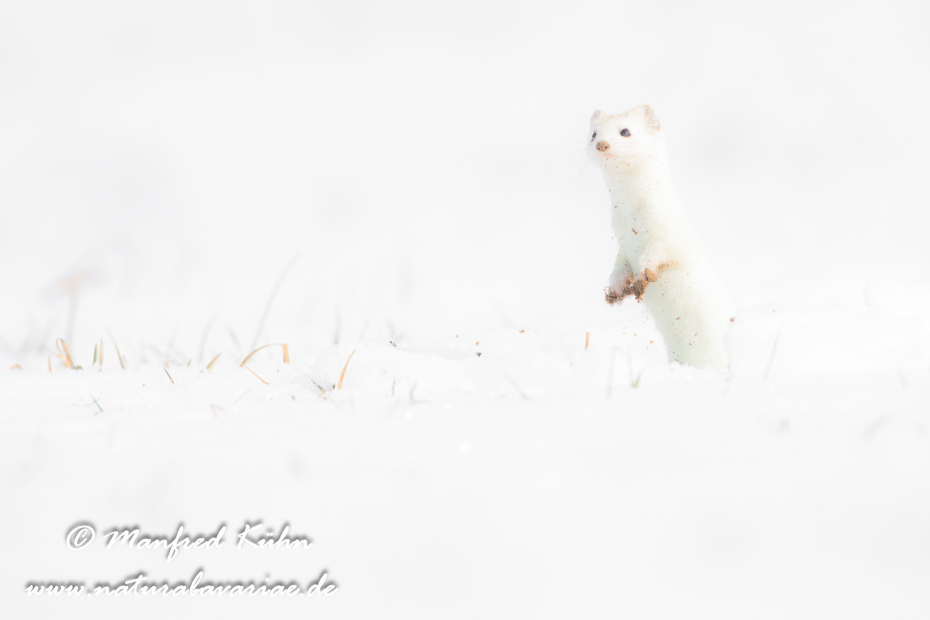 Hermelin ()_0123