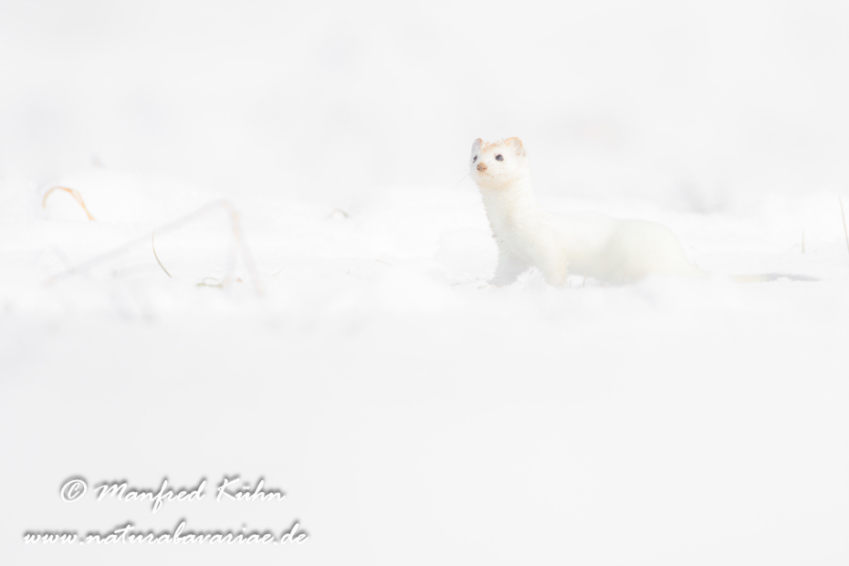Hermelin ()_0125