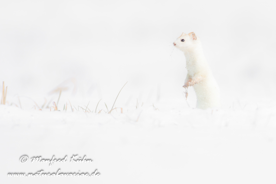 Hermelin ()_0126