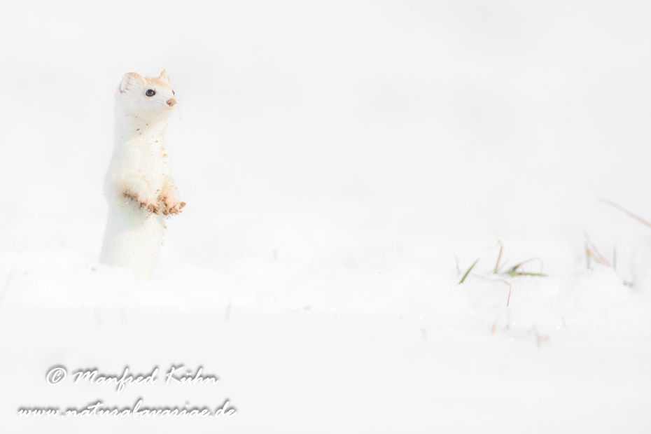 Hermelin ()_0127