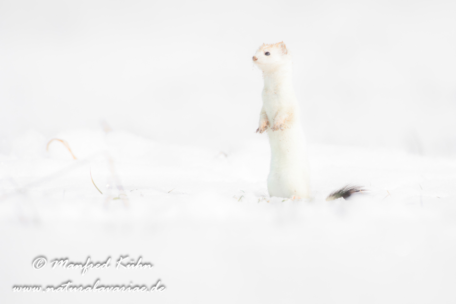Hermelin ()_0132