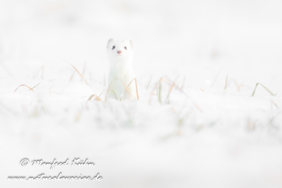 Hermelin ()_0140