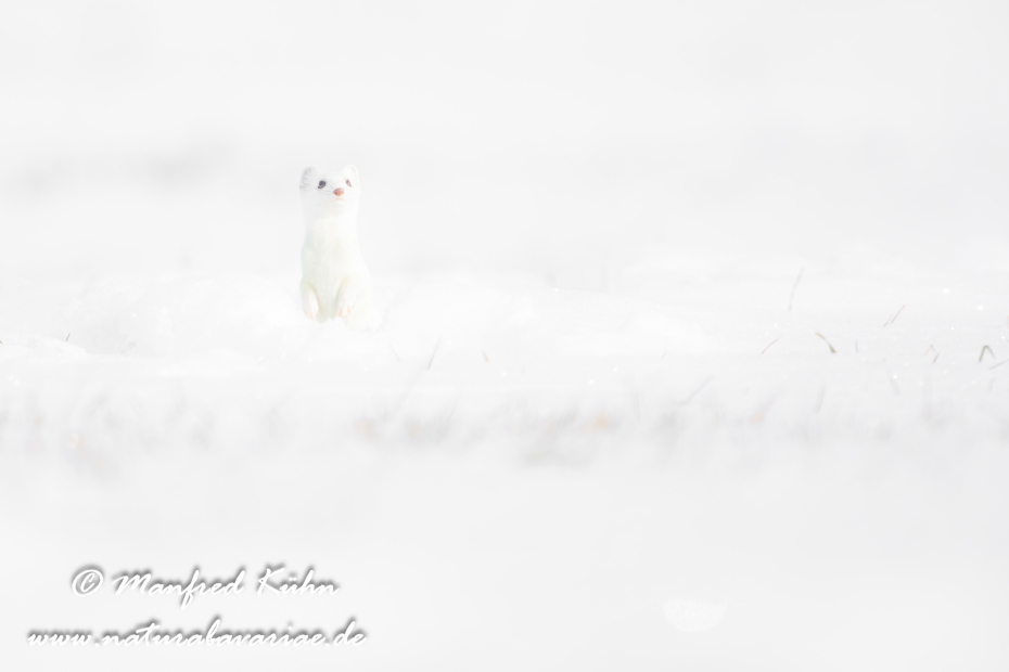 Hermelin ()_0141