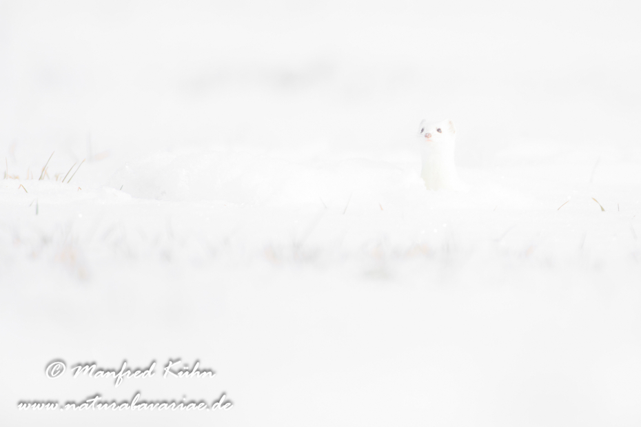 Hermelin ()_0142