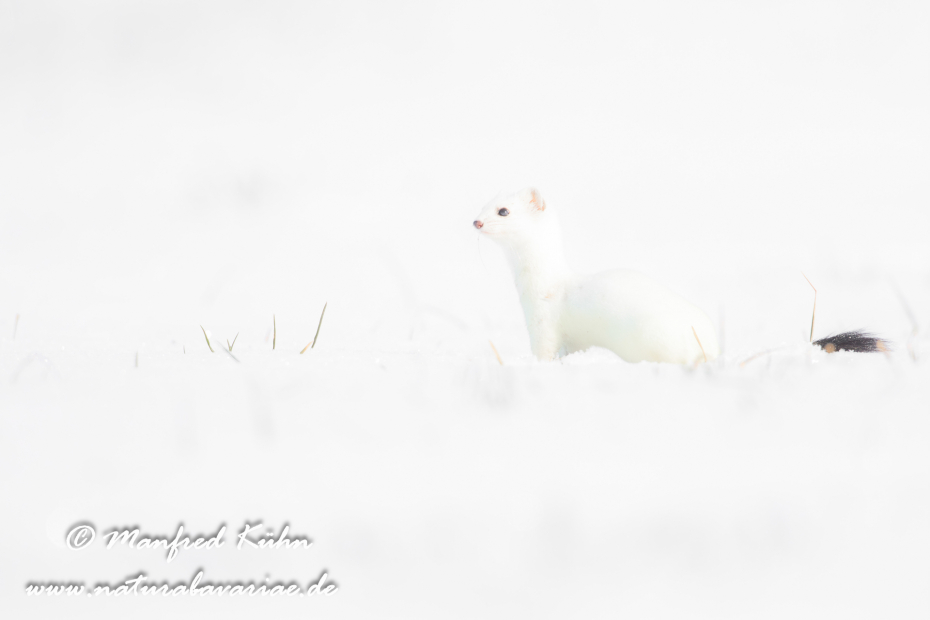 Hermelin ()_0151