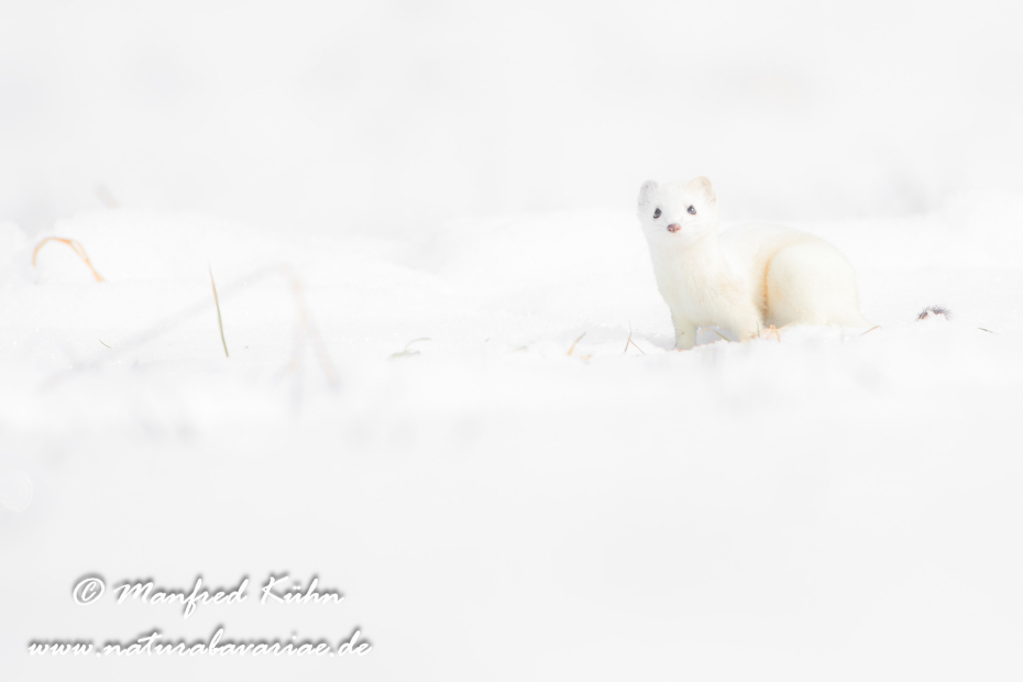 Hermelin ()_0154