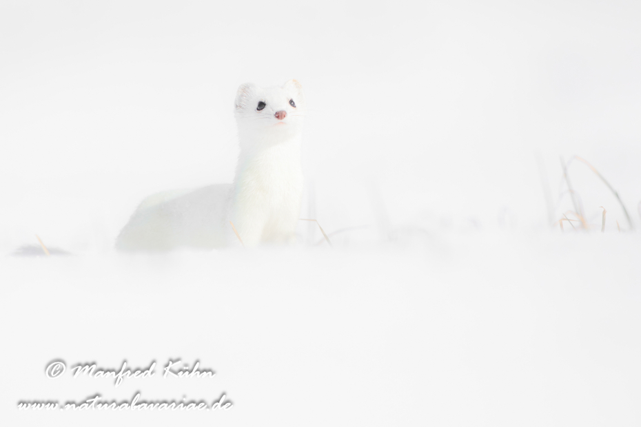 Hermelin ()_0155