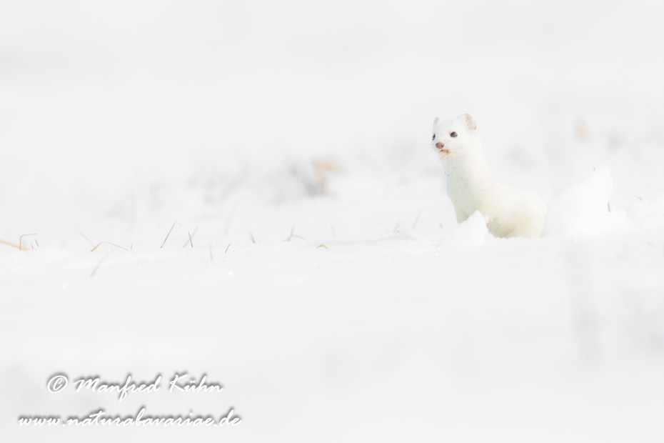 Hermelin ()_0157