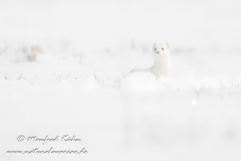 Hermelin ()_0158