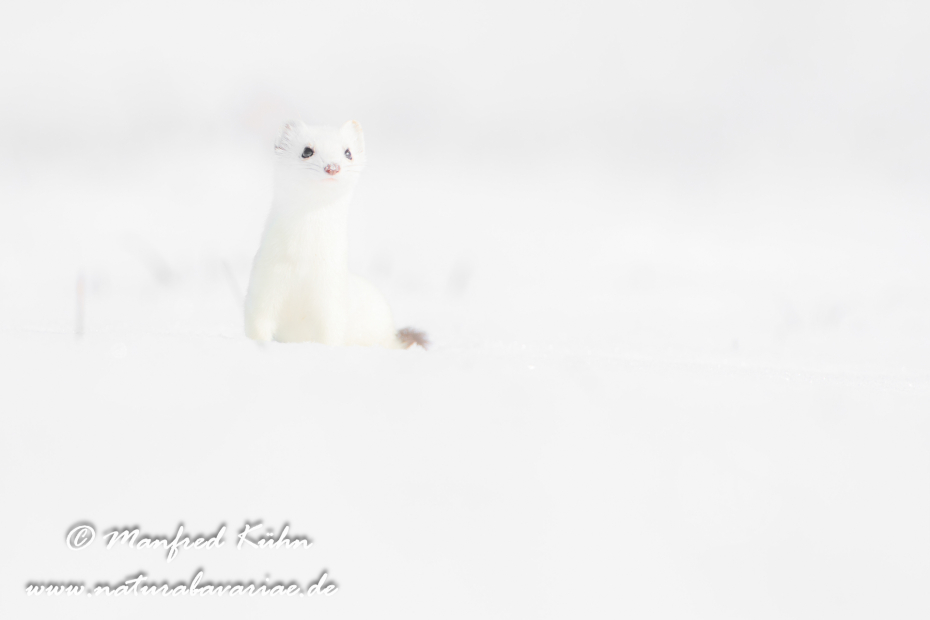 Hermelin ()_0160