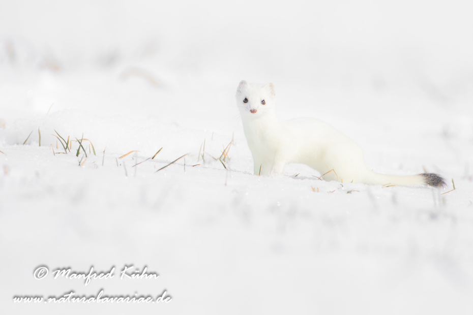 Hermelin ()_0162