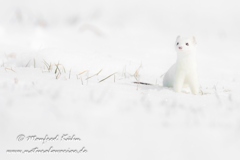 Hermelin ()_0163