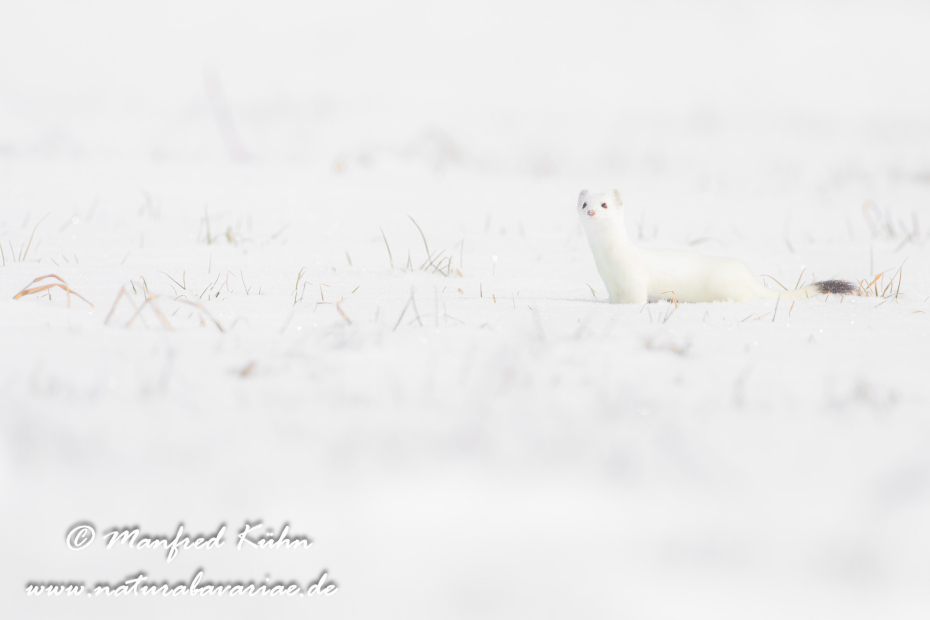 Hermelin ()_0167