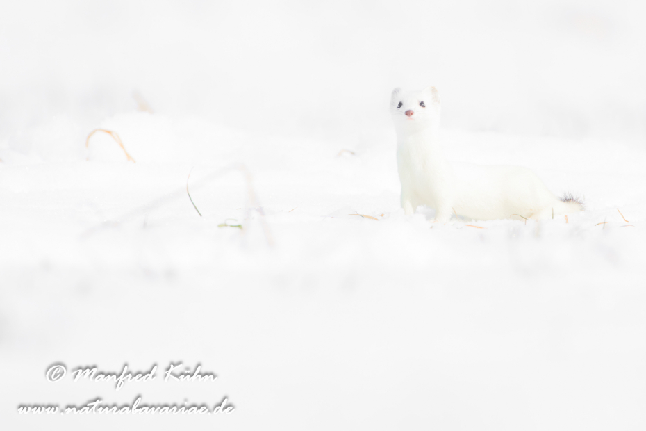 Hermelin ()_0169