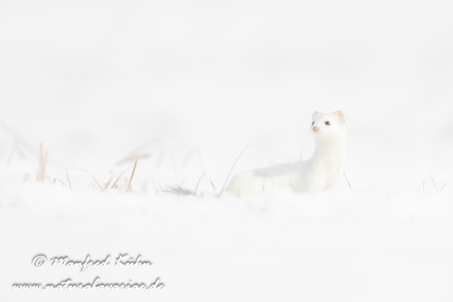 Hermelin ()_0176