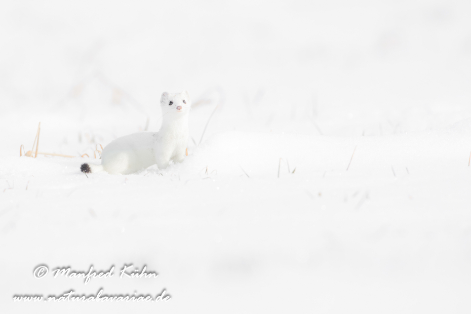 Hermelin ()_0178