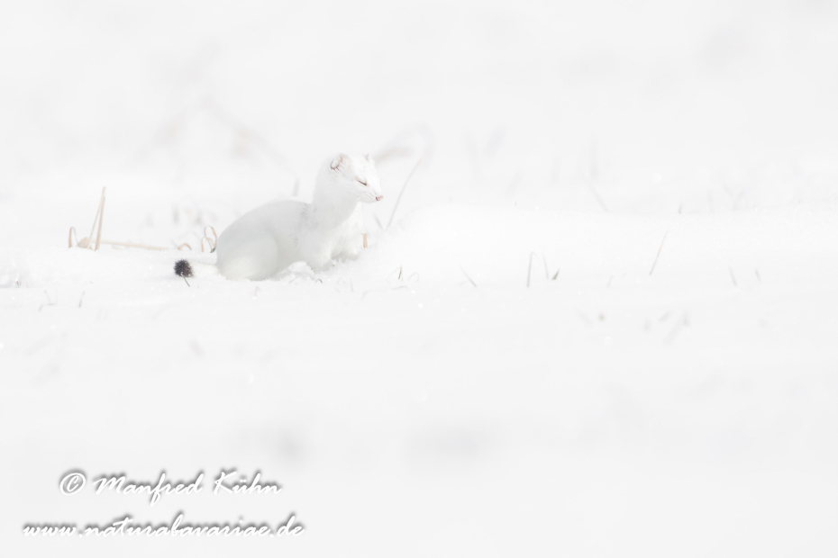 Hermelin ()_0179