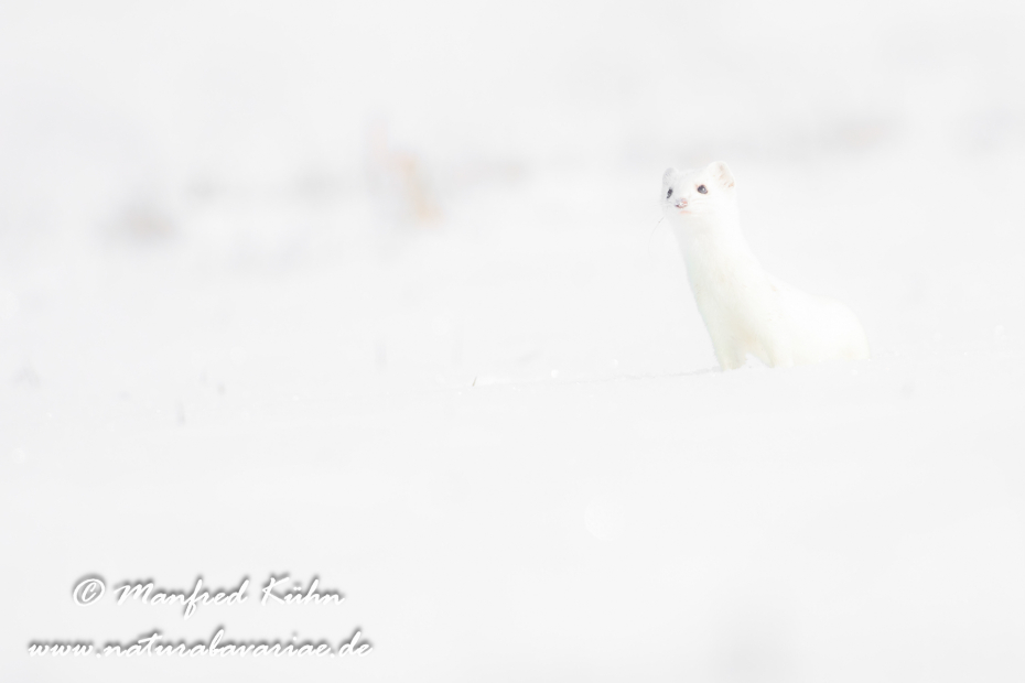 Hermelin ()_0181