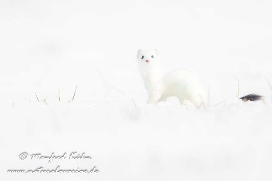 Hermelin ()_0183