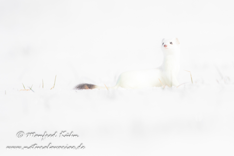 Hermelin ()_0186