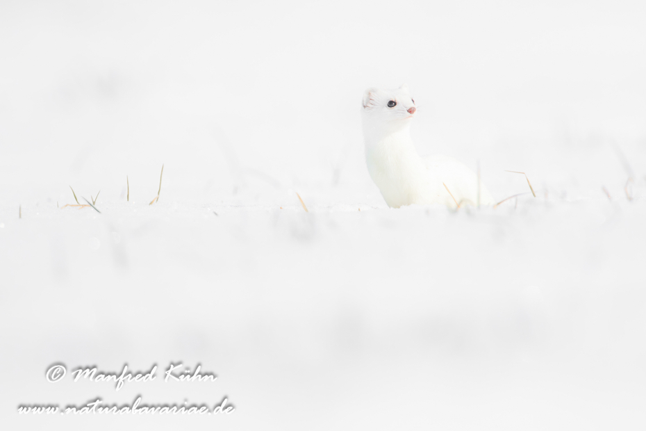 Hermelin ()_0189