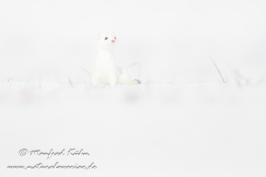Hermelin ()_0190