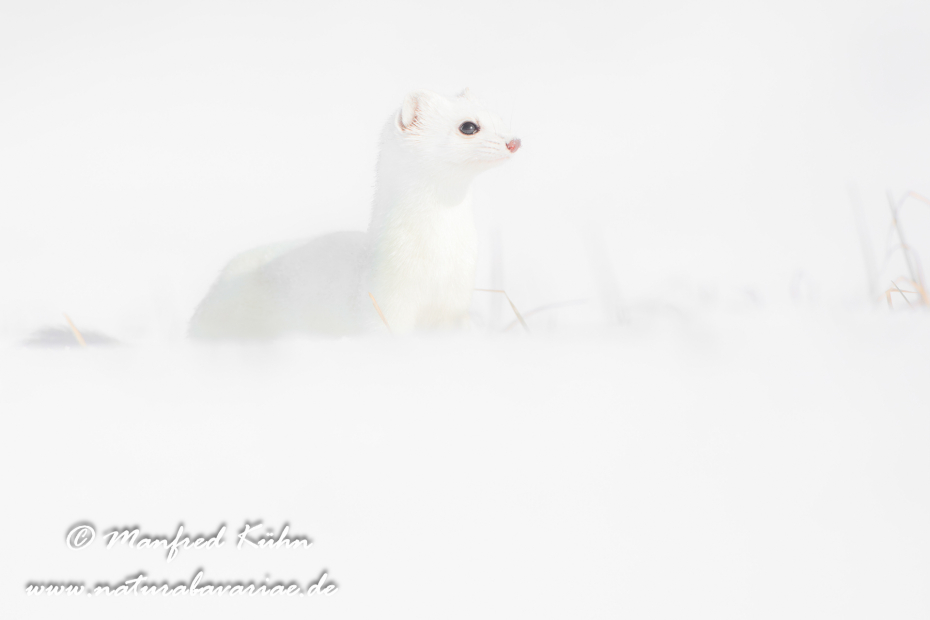 Hermelin ()_0192