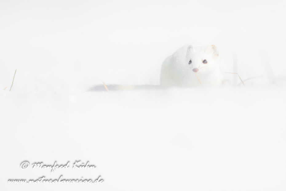 Hermelin ()_0193