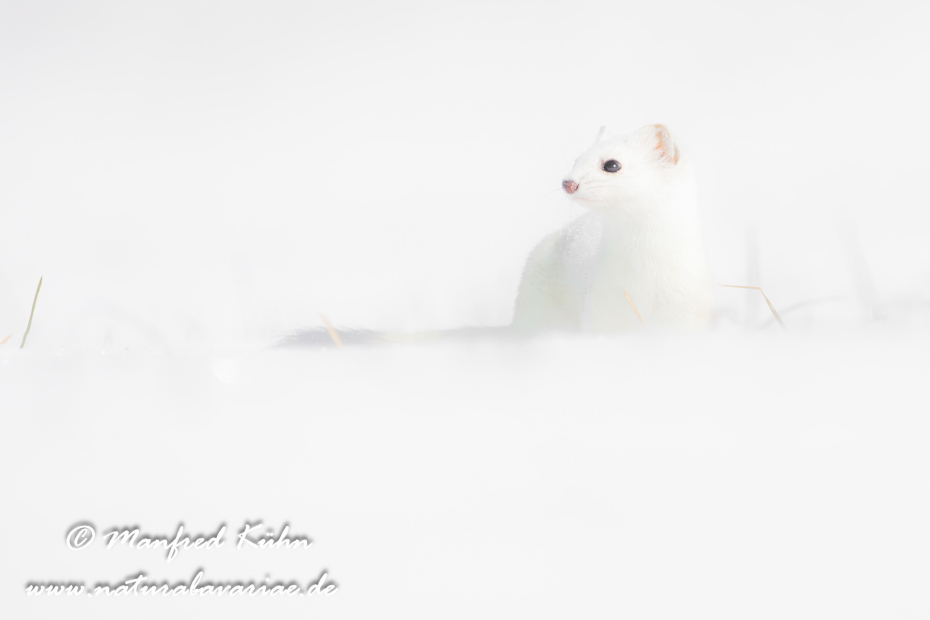 Hermelin ()_0194