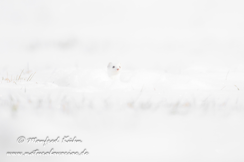 Hermelin ()_0195